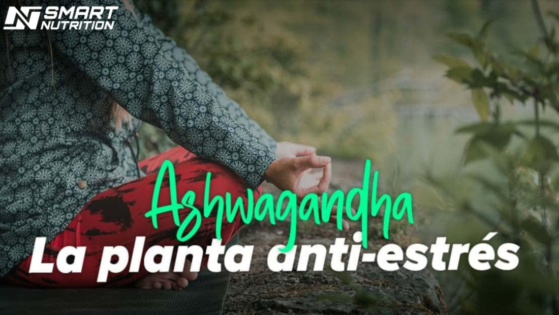 Descubre los Beneficios de la Ashwagandha: El Secreto Milenario para Reducir el Estrés