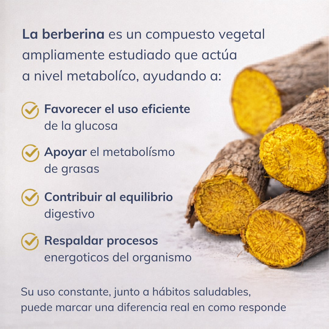 Berberina 1000 mg – Alta Pureza SmartNutrition